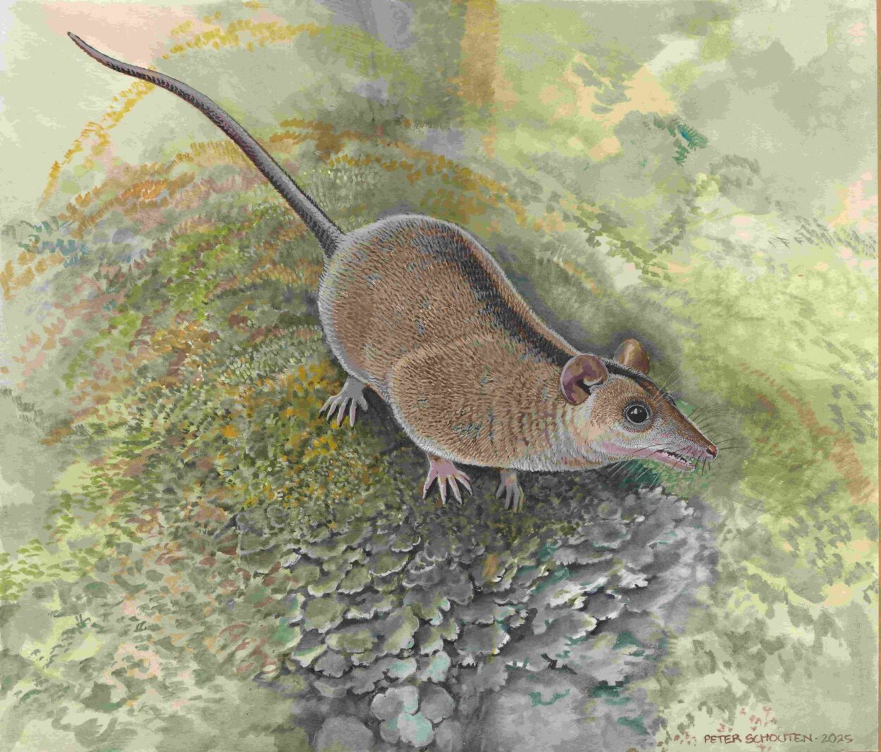 Miyumba chrisdickmani was about the size of a modern antechinus or large dunnart, weighing only around 30 grams.