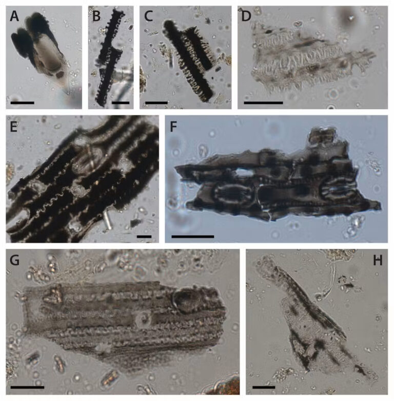 Microscope images of burned grass phytoliths from Cloggs Cave.