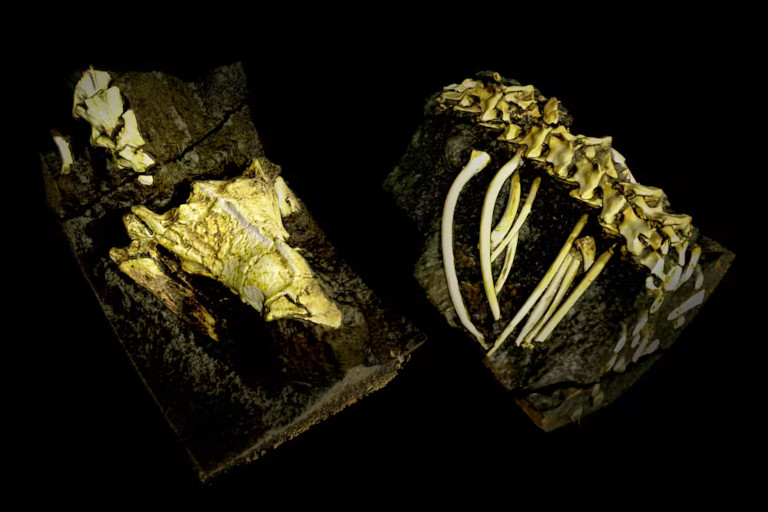 The bones of Tametara snake.