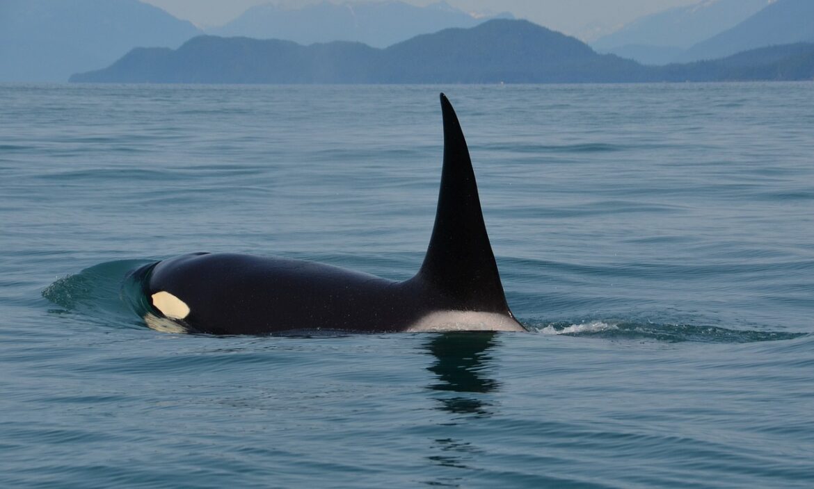 An orca, also known as a killer whale.