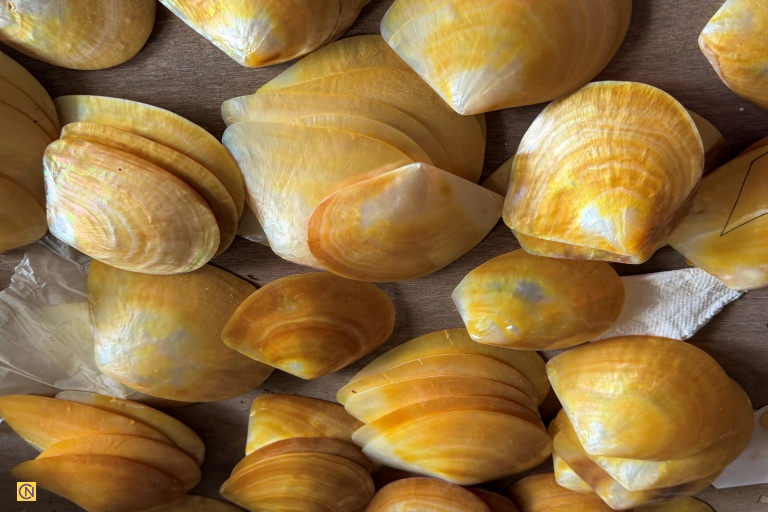 The Coral Shell Temple is decorated with corals and seashells from around the world.