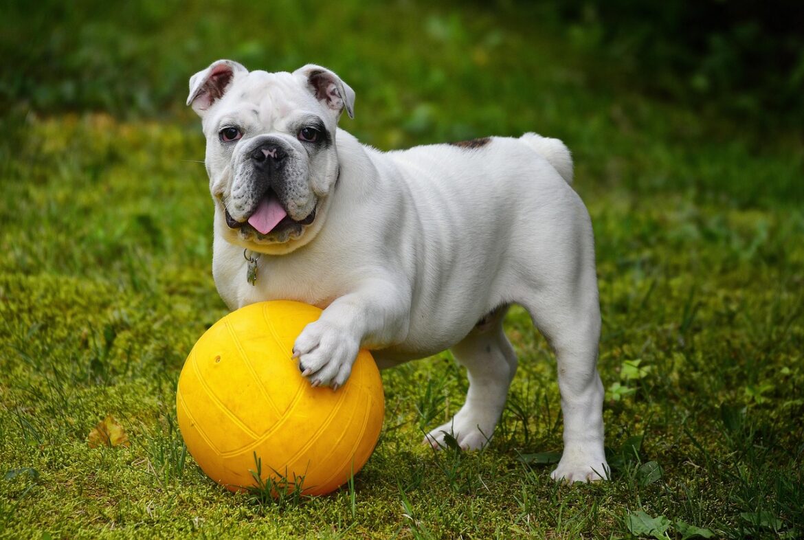 A dog with a ball.