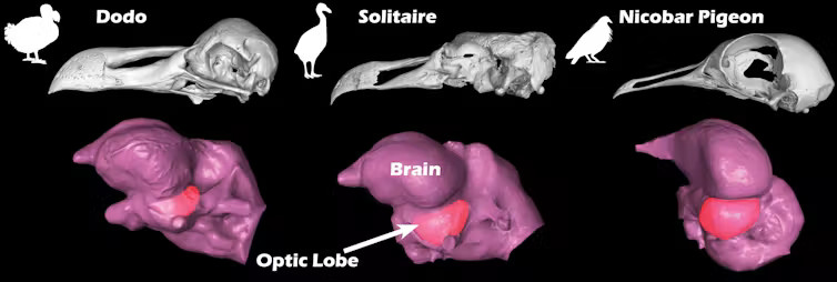 Comparing the skulls and brain shapes of the dodo, the solitaire, and the Nicobar pigeon shows the optic lobe of the dodo is much smaller than those of the other species.