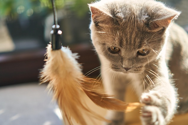 Humans naturally speak more warmly and with more expression when they want their pets to understand them.
