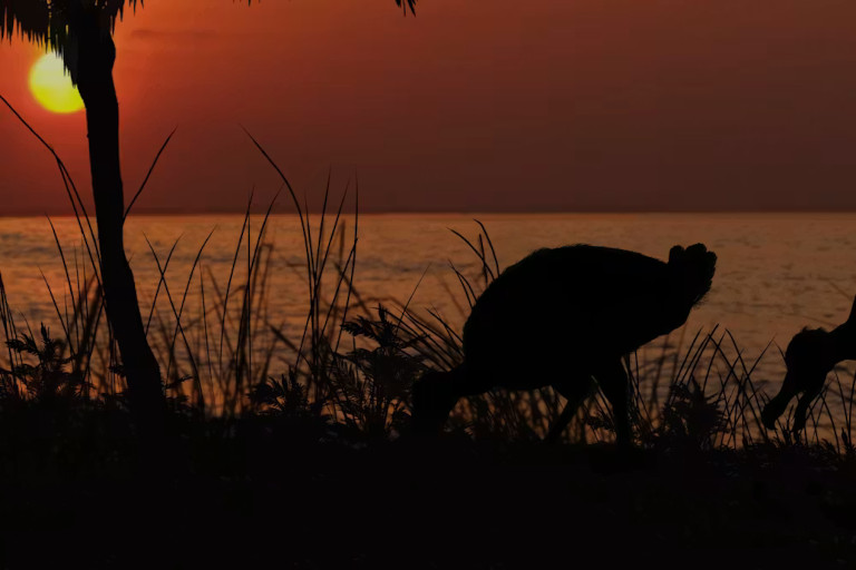 Artist rendering of dodo birds foraging on a beach at dusk.