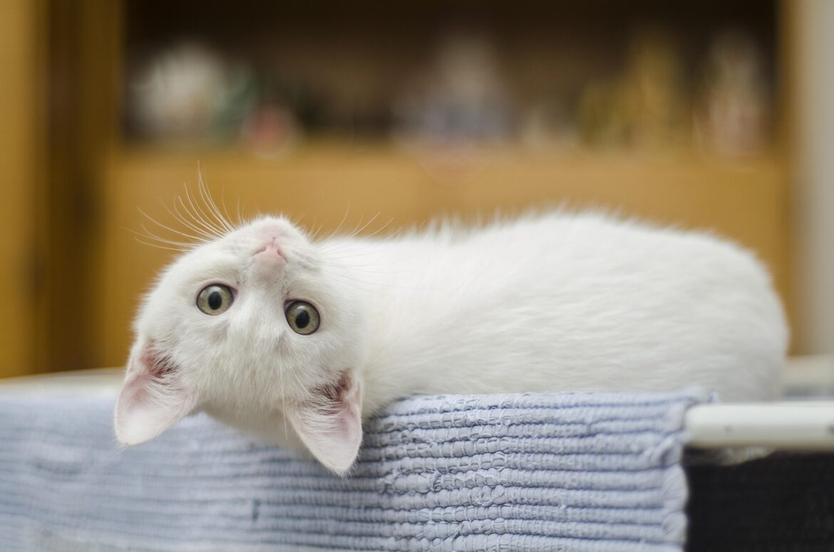 A kitten with its head upside-down.