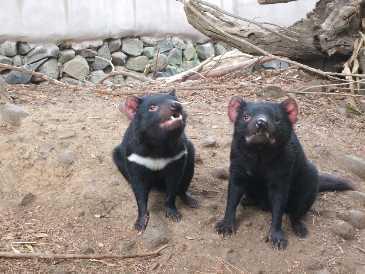 Two Tasmanian devils.