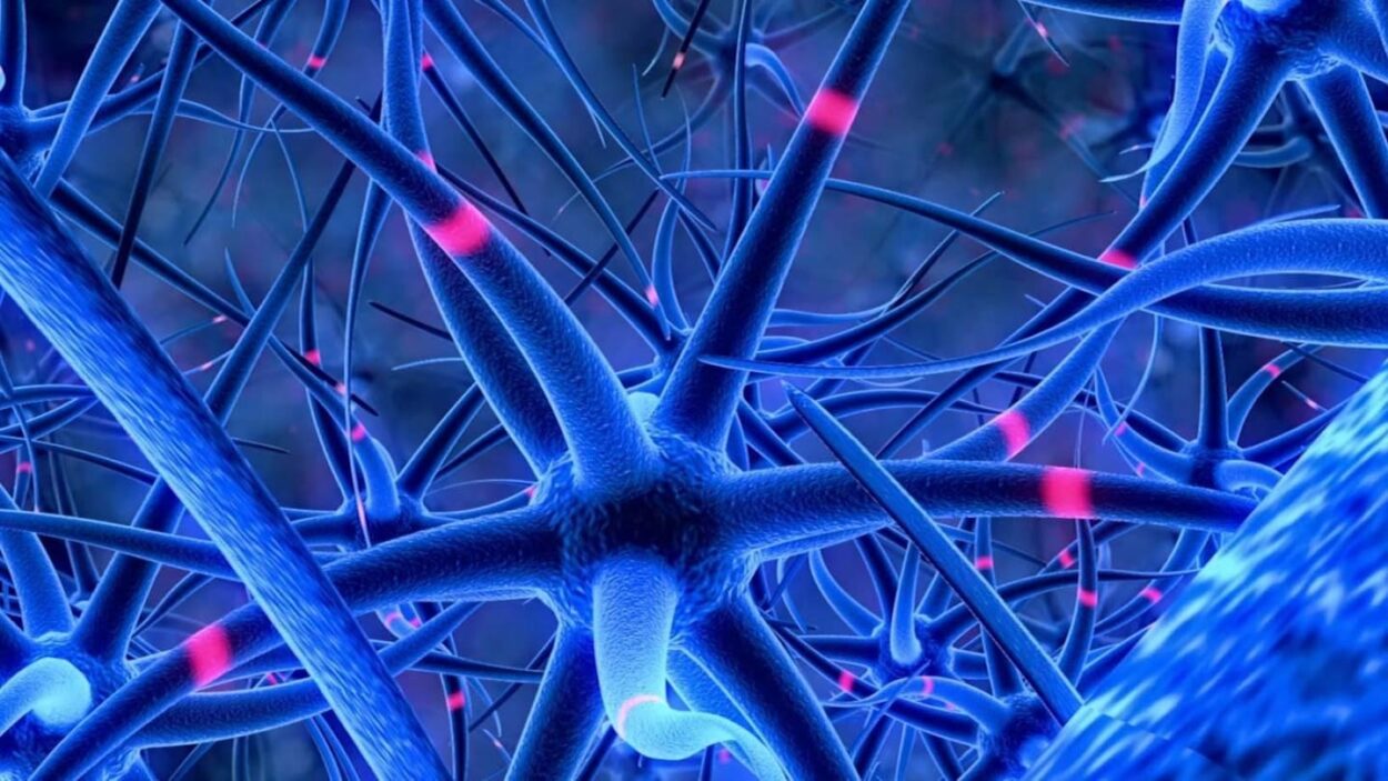 In a fruit fly brain, signals (seen here in pink) travel along neurons (blue) via many of the same neurotransmitters found in humans, including dopamine, glutamate, and acetylcholine.