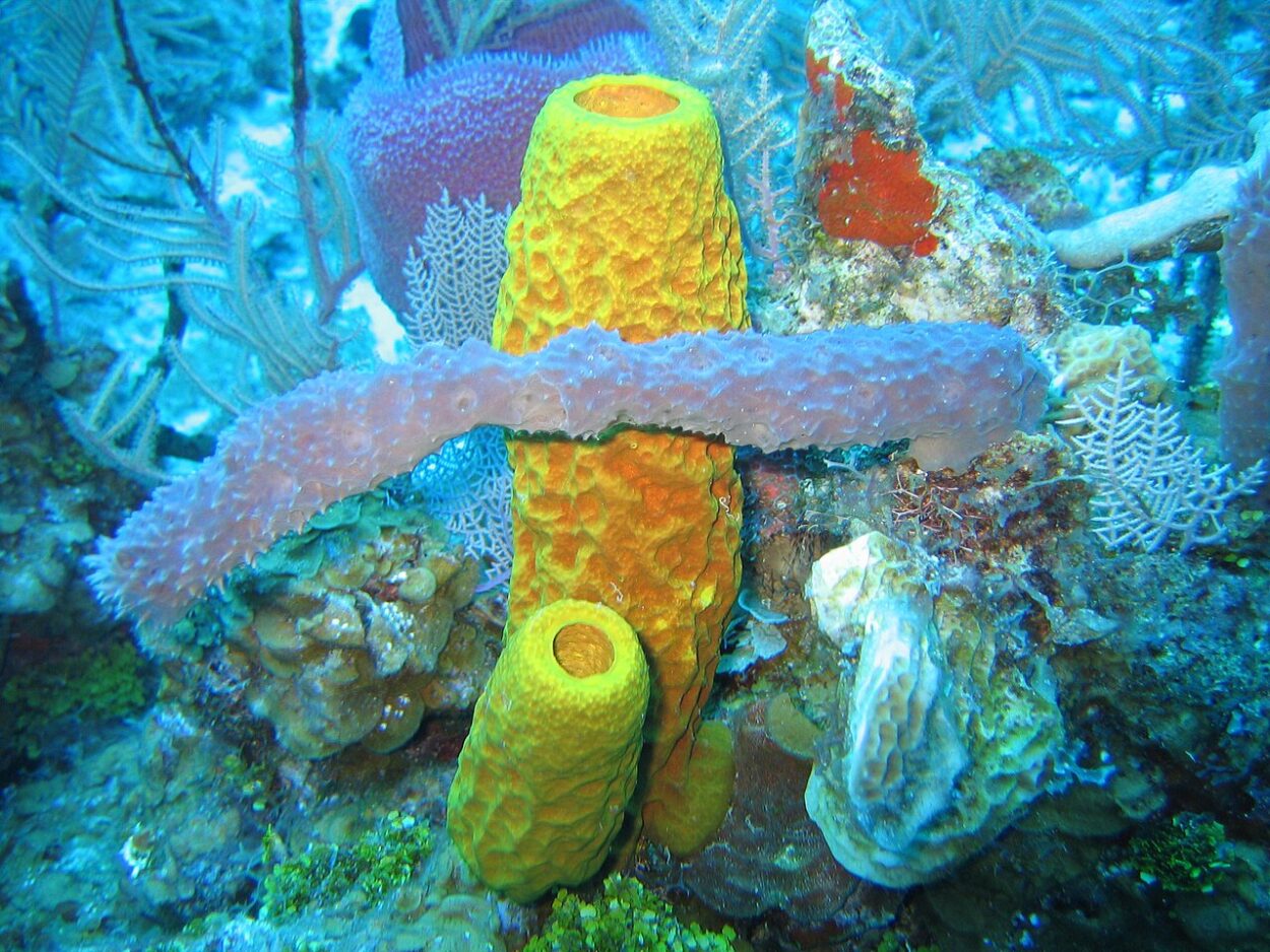 To coordinate such a complex biological transformation with the daily timing of sunset is an extraordinary feat for an animal without a brain. As it turns out, many of the sponge genes controlling this are also used within our own bodies.