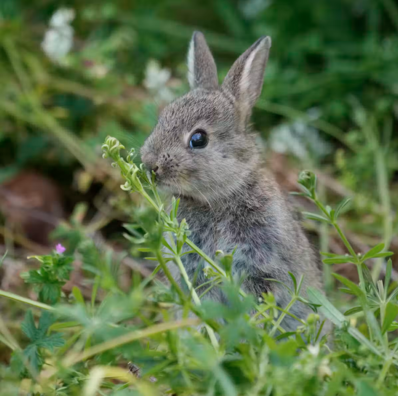 Some invasive species might be cute, but they are extremely damaging.