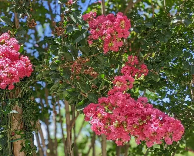 Crepe myrtle is the common name for a number of 'Lagerstroemia' species.