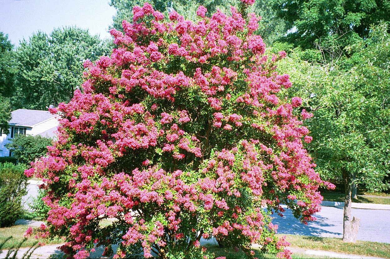 Crepe myrtle seems to be on a similar trajectory to the pears.
