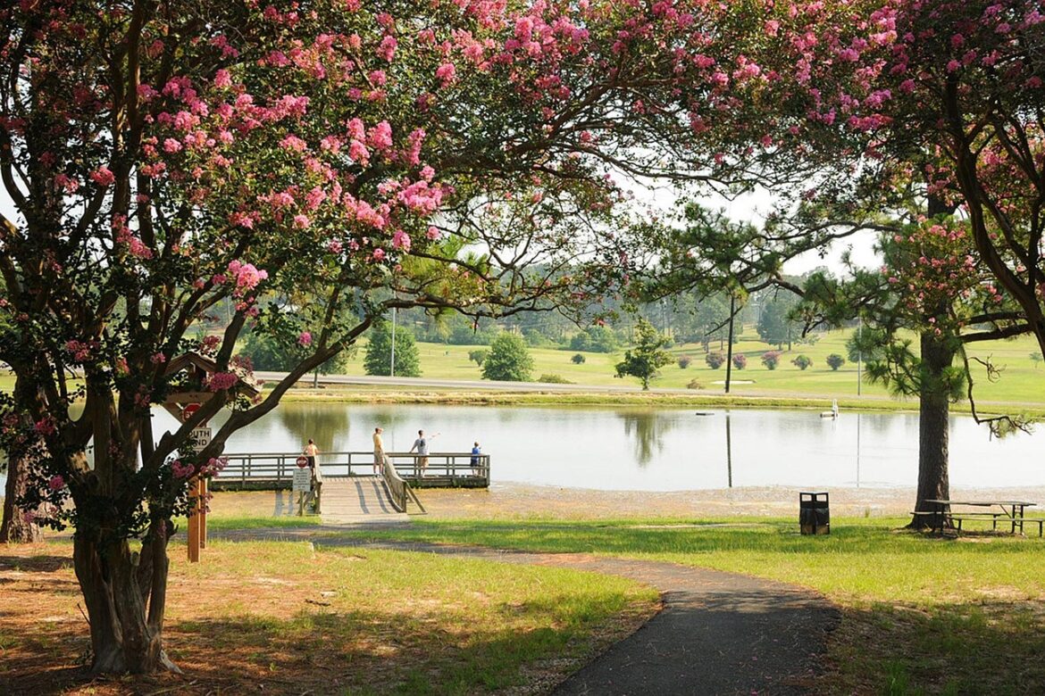 Crepe myrtle trees.