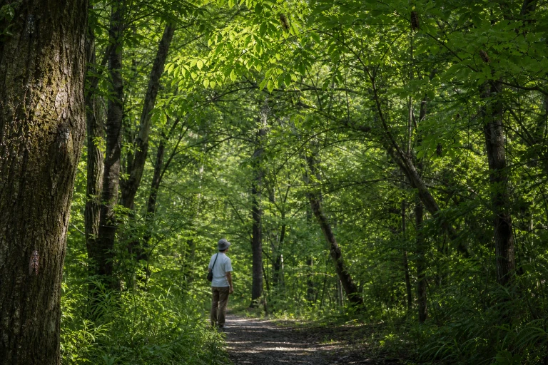 A small figure turns along a wooded Japanese path while cicadas are scattered through the trees and leaves ripple across the summer landscape.